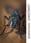 Macro fly closeup 