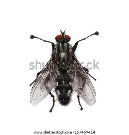 macro fly isolated on white background