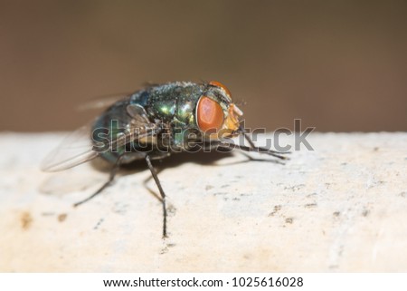 Macro fly -Natural