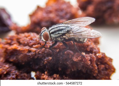 Macro of fly on the food