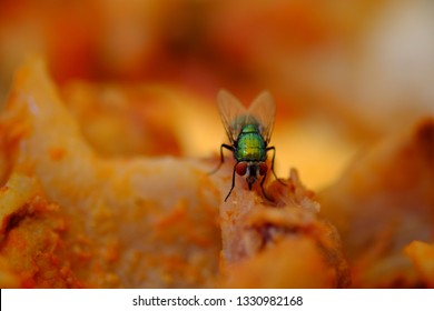 Macro Fly On Lasagna Dish Over Bokeh Background 