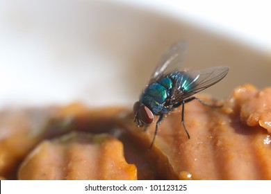 Macro of fly on the meat food
