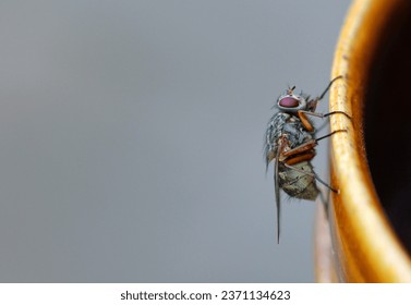 macro of a fly on the pott