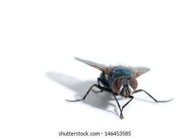 a macro of fly on a white background shallow DOF focus on the compound eyes