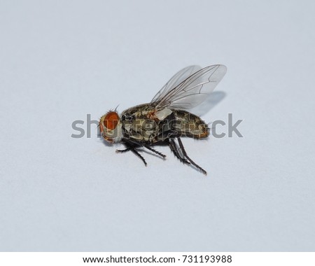 macro of fly on a white background. housefly insect close up