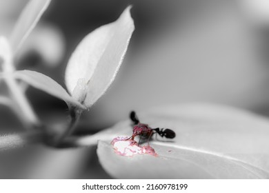 Macro Of An Flying Ant