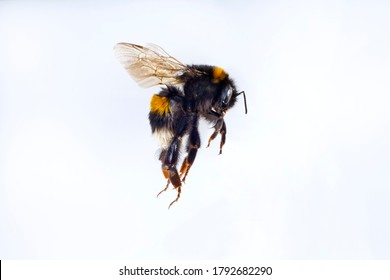 macro of flying bumble bee on a white background	
