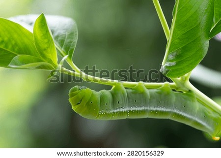 macro focus of oleander hawk moth caterpillar