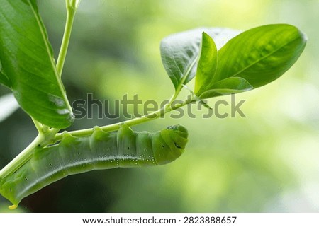 macro focus of oleander hawk moth caterpillar on the leaves