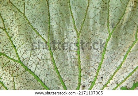 macro and focus on the veins of the lotus leaf to reveal the details of the branches of the lotus leaf. Detailed close-up shot of green leaves for paper.