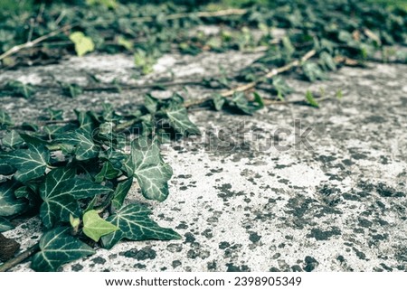 Macro focus of wild ivy seen growing on a stone tomb located in an English cemetery.