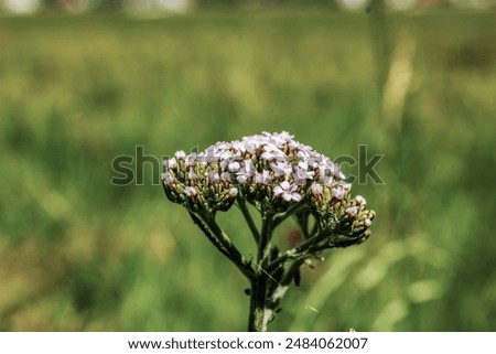 Similar – Hallig Gröde | Sand lilacs on the salt marsh