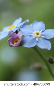 Macro forget-me-not, with bud opening.