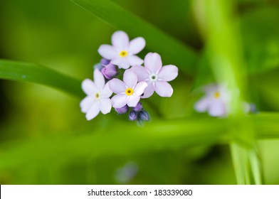 Forget Me Not Flower Purple Soft Focus High Res Stock Images Shutterstock Forget Me Not Flower Purple Soft Focus High Res Stock Images Shutterstock