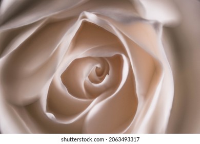 macro fragile white rose flower