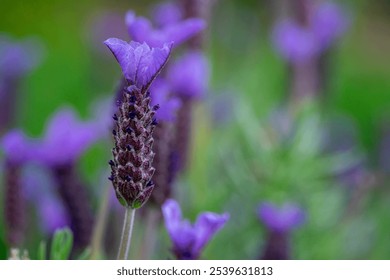 Macro French lavender  purple flower head - Powered by Shutterstock