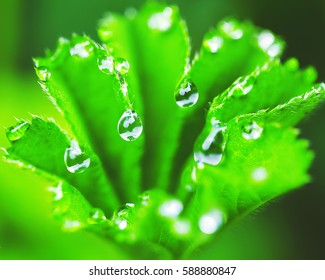 Macro fresh and clean leaves covered by dewy drops. - Shutterstock ID 588880847