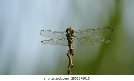 Macro front view of a dragonfly with transparent wings perched on a dry twig against a blurred background.