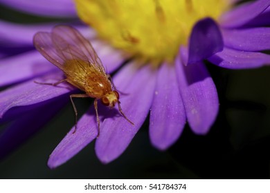 Macro front view of a small orange and hairy caucasian flower a fly against a background of purple flower petals Alpine Astra                               