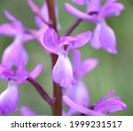 Macro frontal detail of Orchis langei flower. Pink, purple and white color, cloudy day.