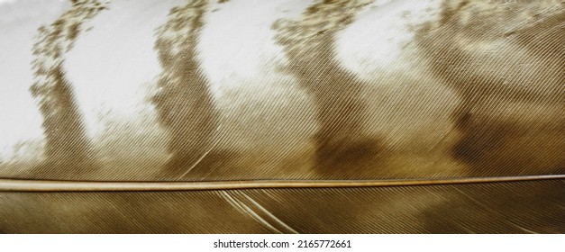 Macro Full Frame Falcon Feather. Eagle Feather Close Up.