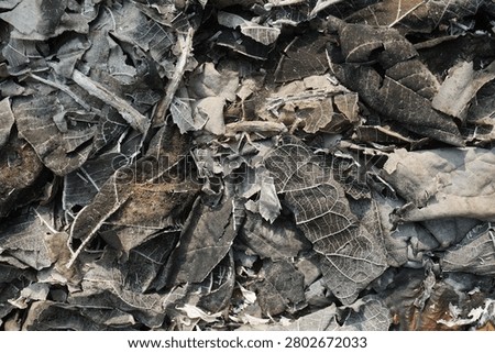 A macro full frame shot showing a detailed texture of charred black dry leaves, brittle white leaf skeletons, and gray wood ash remnants after a backyard fire.