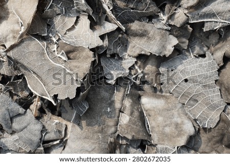 A macro full frame shot showing a detailed texture of charred black dry leaves, brittle white leaf skeletons, and gray wood ash remnants after a backyard fire.
