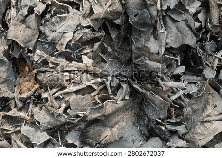 A macro full frame shot showing a detailed texture of charred black dry leaves, brittle white leaf skeletons, and gray wood ash remnants after a backyard fire.