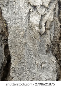 Macro full frame texture of rough, cracked, and weathered grey tree bark showing deep crevices and natural pattern
