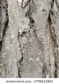 Macro full frame texture of rough, cracked, and weathered grey tree bark showing deep crevices and natural pattern