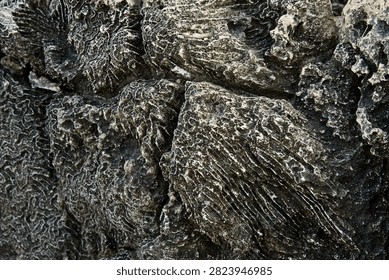 Macro full frame view of a fossilized sea coral rock with detailed skeletal structure and ridge patterns. Dark organic limestone texture of petrified ancient coral reef. Perfect background for graphic design, geology, palaeontology, and natural material concepts.