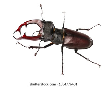 Insect Mandible Images, Stock Photos & Vectors 