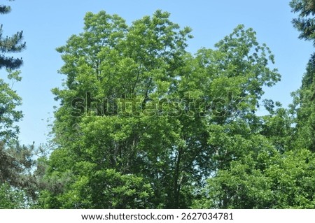 Macro and full views of pecan tree (Carya illinoinensis) leaves, flowers, nuts, and bark. Useful for nature, botany, and commercial agricultural content.


