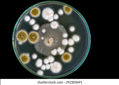 Macro Of Fungi On Petri Dish