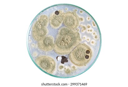 Macro Of Fungi On Petri Dish Isolated On White