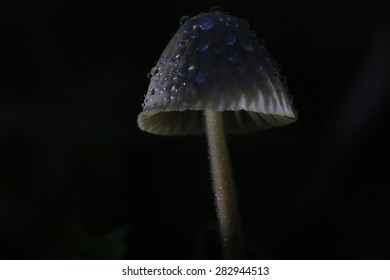 macro fungus mushroom naturally in wood