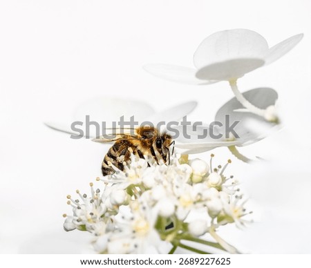 Macro of a gee pollinating on a hydrangea flower blossom