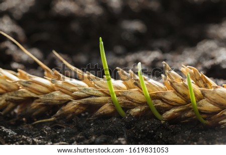 Macro of germinating grains in wheat ear over fertile soil background, concept of re-creation, new growth from old.