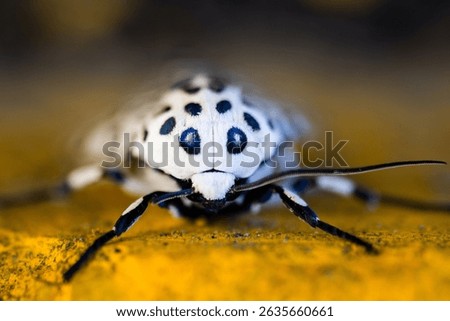 Macro of Giant Leopard Moth
