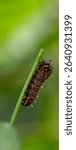 Macro of a Gold Rim Swallowtail Caterpillar (Battus polydamas) C