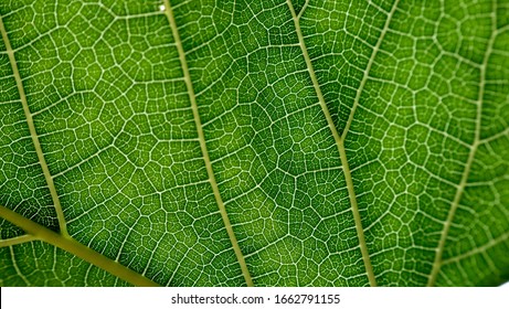 Macro Of Grape Leaf Texture