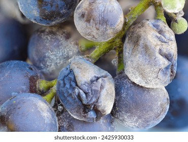 Macro of Grape Powdery Mildew. This severe disease is caused by the fungus Erysiphe necator, afflicts grape-growing regions worldwide
