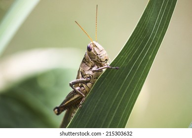 macro of grass hopper