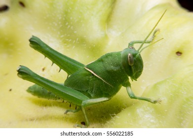macro Grasshopper