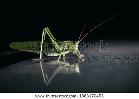 Macro of a grasshopper at night reflection on surface