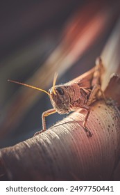 Macro of a grasshopper on a corn stalk leaf