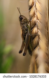 macro of a grasshopper on a cornstalk