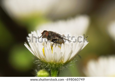 Macro gray-brown Caucasian flyfly sprout Delia platura sitting on a yellow-white flower Erigeron canadensis in the rain a droplet on the wing                               