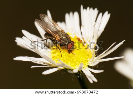 Macro gray-brown Caucasian flyfly sprout Delia platura eating on a yellow-white flower Erigeron canadensis in summer