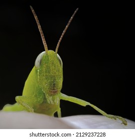macro of a green grasshopper